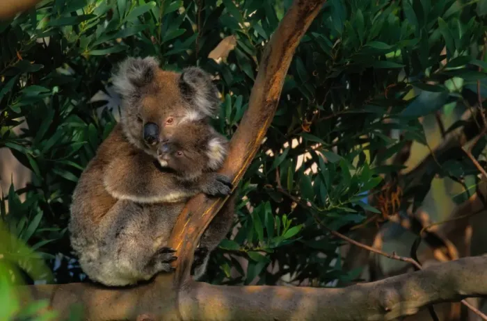 Framed Print : Koala (Phascolarctos cinereus) and baby in tree, Australia Framed Print : Koala (Phascolarctos cinereus) and baby in tree, Australia