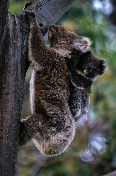Koala (Phascolarctos cinereus) climbing tree with baby, Australia