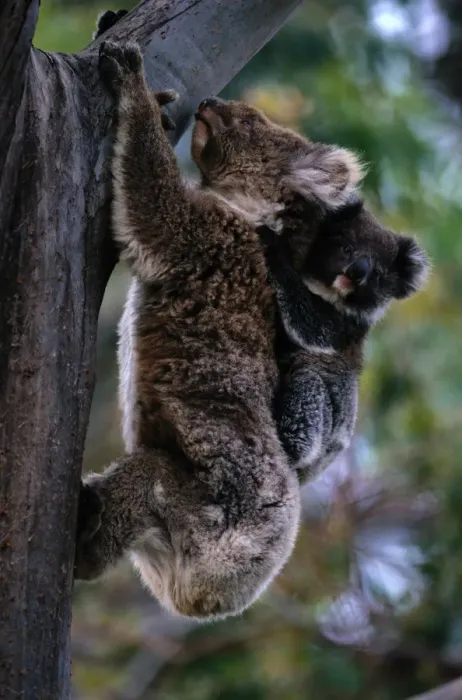Framed Print : Koala (Phascolarctos cinereus) climbing tree with baby, Australia Framed Print : Koala (Phascolarctos cinereus) climbing tree with baby, Australia