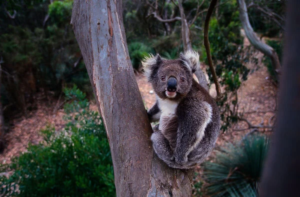 Koala (Phascolarctos cinereus) sitting in tree, Australia