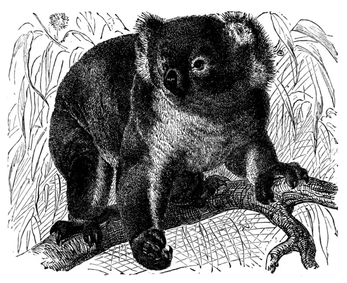 Framed Print : Koala (Phascolarctus cinereus)