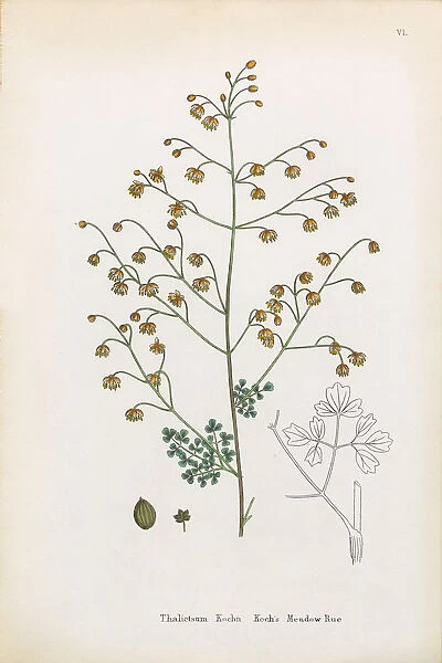 Kochas Meadow Rue, Thalictrum Kochin, Victorian Botanical Illustration, 1863