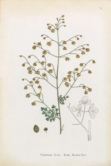 Framed Print : Kochas Meadow Rue, Thalictrum Kochin, Victorian Botanical Illustration, 1863 Framed Print : Kochas Meadow Rue, Thalictrum Kochin, Victorian Botanical Illustration, 1863