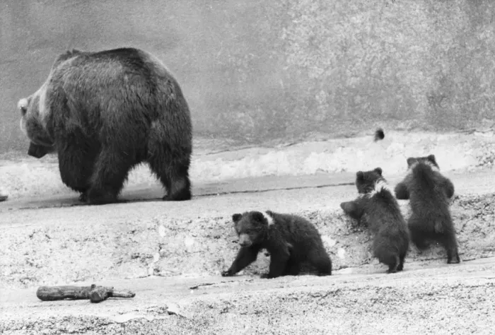 Framed Print : Kodiak Bear And Cubs Framed Print : Kodiak Bear And Cubs