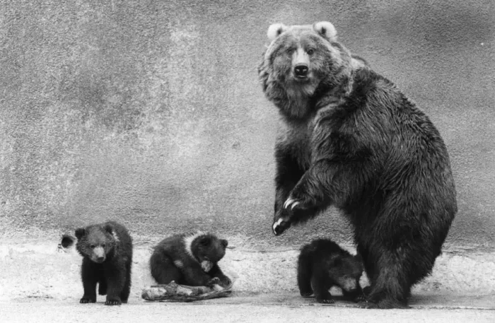 Framed Print : Kodiak Bear Family Framed Print : Kodiak Bear Family