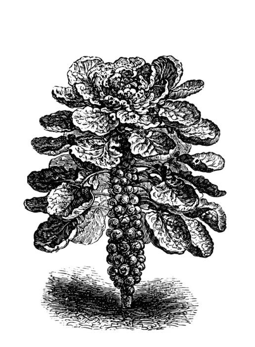 Framed Print : Kohlrabi. Engraved illustration of Kohlrabi Framed Print : Kohlrabi. Engraved illustration of Kohlrabi