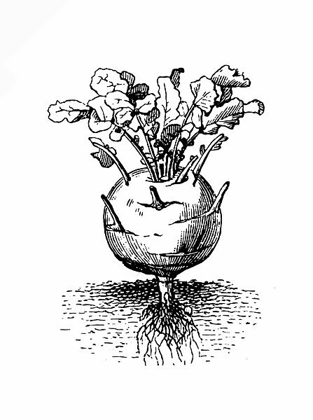 Kohlraby. Illustration engraving of a Kohlraby