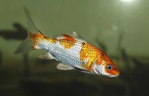 Koi, or Nishikigoi -Cyprinus carpio- in aquarium