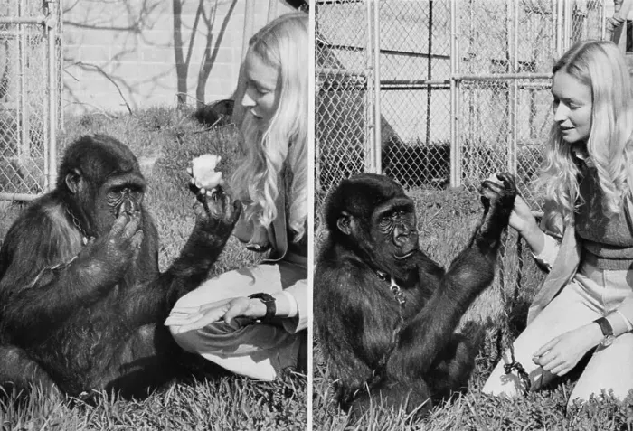 Framed Print : Koko the Gorilla Using Sign Language Framed Print : Koko the Gorilla Using Sign Language
