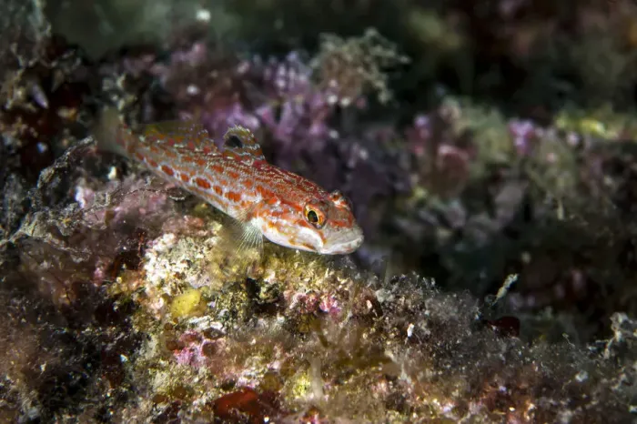 Framed Print : Kolombatovic goby -Gobius kolombatovici-, Mediterranean Sea, Croatia Framed Print : Kolombatovic goby -Gobius kolombatovici-, Mediterranean Sea, Croatia