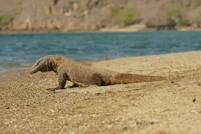 Framed Print : Komodo Dragon -Varanus komodoensis-, Rinca Island, Komodo National Park, Indonesia Framed Print : Komodo Dragon -Varanus komodoensis-, Rinca Island, Komodo National Park, Indonesia