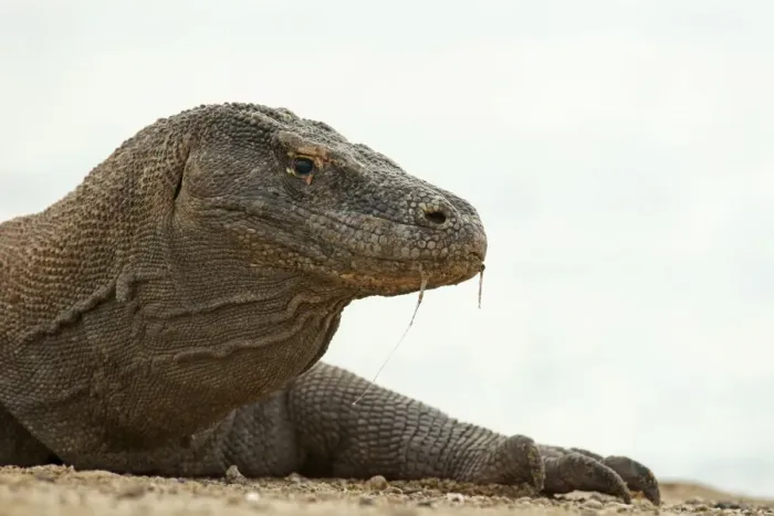 Framed Print : Komodo Dragon -Varanus komodoensis-, Rinca Island, Komodo National Park, Indonesia