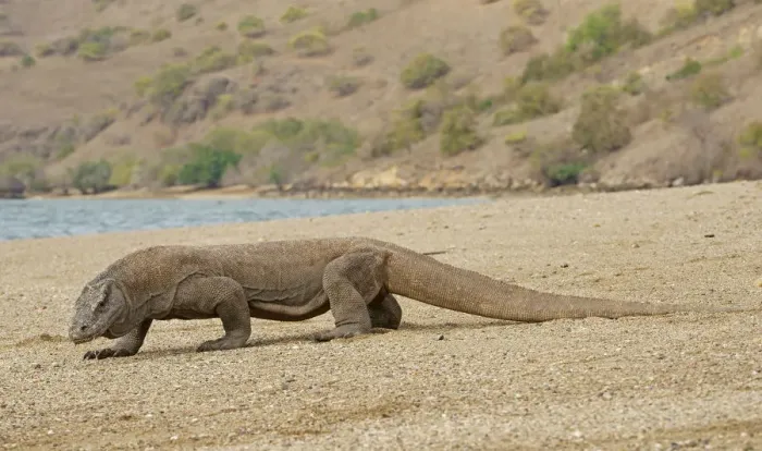 Framed Print : Komodo Dragon -Varanus komodoensis-, Rinca Island, Komodo National Park, Indonesia