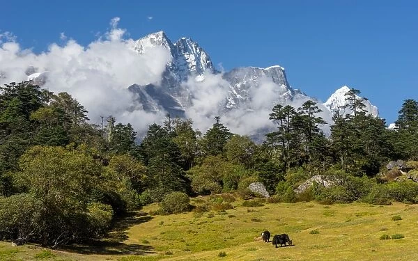 Kongde mountain peak and black yaks, Everest region