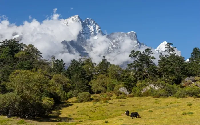 Framed Print : Kongde mountain peak and black yaks, Everest region Framed Print : Kongde mountain peak and black yaks, Everest region
