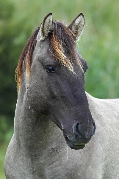 Konik (Equus przewalskii f. caballus), stallion, portrait, wild horse, Tarpan re-breeding project