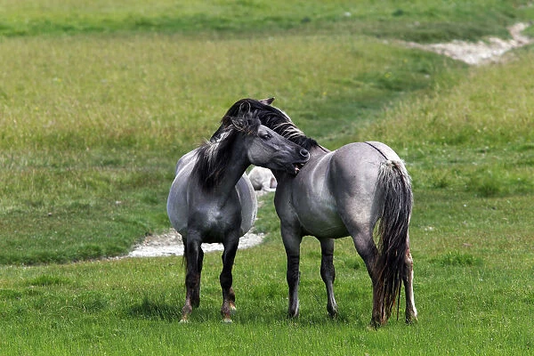 Konik horses (Equus przewalskii f. caballus), mare and stallion, tarpan or wild horse, backbreeding