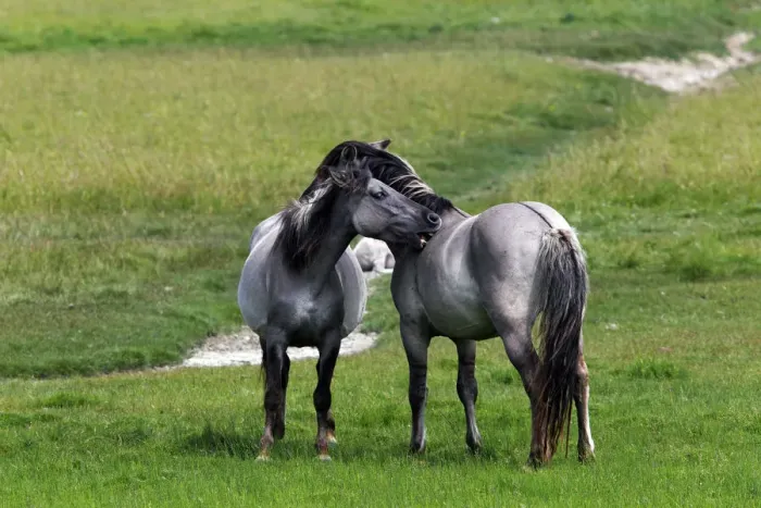 Framed Print : Konik horses (Equus przewalskii f. caballus), mare and stallion, tarpan or wild horse, backbreeding Framed Print : Konik horses (Equus przewalskii f. caballus), mare and stallion, tarpan or wild horse, backbreeding