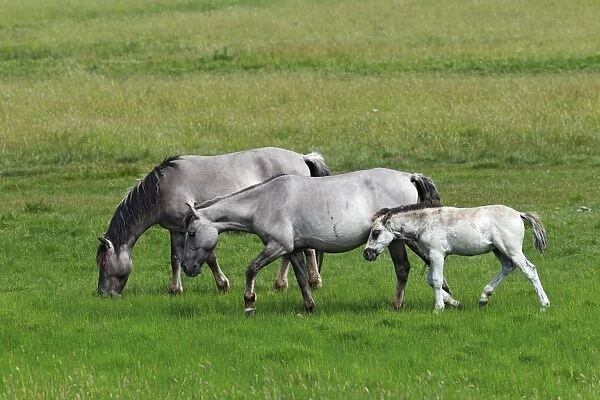 Konik horses (Equus przewalskii f. caballus), foal, mare and stallion, tarpan or wild horse, backbreeding