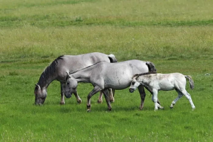 Framed Print : Konik horses (Equus przewalskii f. caballus), foal, mare and stallion, tarpan or wild horse, backbreeding Framed Print : Konik horses (Equus przewalskii f. caballus), foal, mare and stallion, tarpan or wild horse, backbreeding