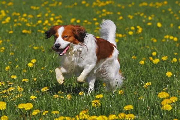 Kooikerhondje or Kooiker Hound -Canis lupus familiaris-, young male dog running across a meadow