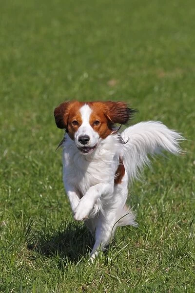Kooikerhondje, Kooiker Hound -Canis lupus familiaris-, young male dog running