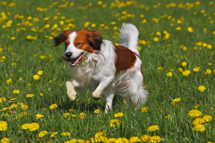 Framed Print : Kooikerhondje or Kooiker Hound -Canis lupus familiaris-, young male dog running across a meadow Framed Print : Kooikerhondje or Kooiker Hound -Canis lupus familiaris-, young male dog running across a meadow