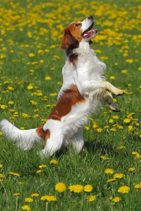 Framed Print : Kooikerhondje or Kooiker Hound -Canis lupus familiaris-, young male dog standing on its hind legs on a meadow Framed Print : Kooikerhondje or Kooiker Hound -Canis lupus familiaris-, young male dog standing on its hind legs on a meadow