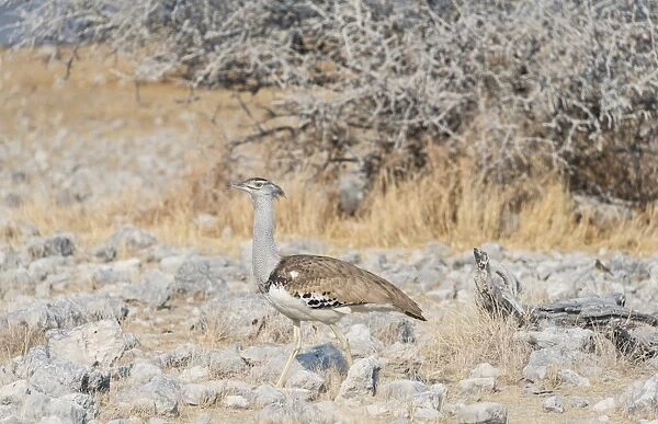 Kori Bustard -Ardeotis kori-, Etosha National Park, Namibia