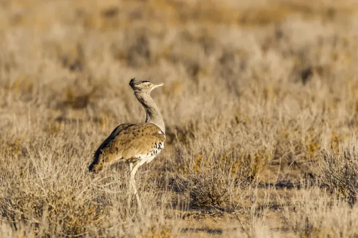 Framed Print : Kori Bustard -Ardeotis kori-, Etosha National Park, Namibia Framed Print : Kori Bustard -Ardeotis kori-, Etosha National Park, Namibia