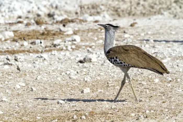 Framed Print : Kori Bustard -Ardeotis kori-, Etosha National Park, Namibia Framed Print : Kori Bustard -Ardeotis kori-, Etosha National Park, Namibia