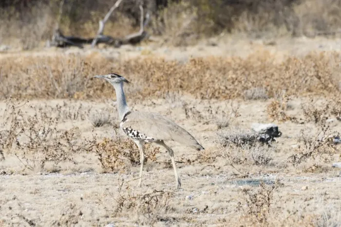 Framed Print : Kori Bustard -Ardeotis kori-, Etosha National Park, Namibia
