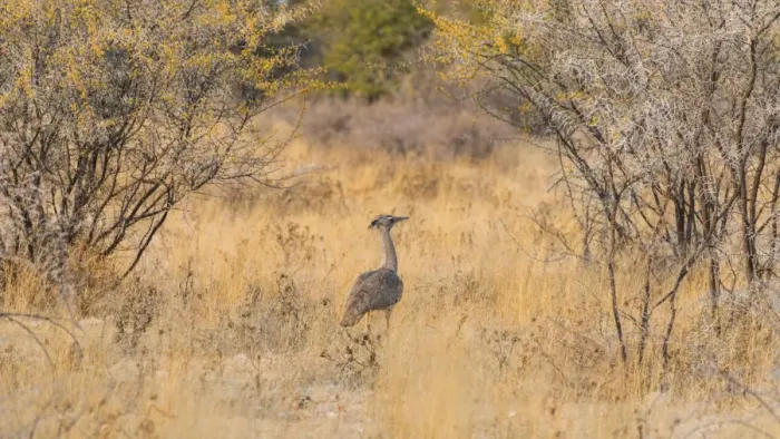 Framed Print : Kori Bustard -Ardeotis kori-, Etosha National Park, Namibia