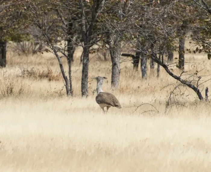 Framed Print : Kori Bustard -Ardeotis kori-, Etosha National Park, Namibia Framed Print : Kori Bustard -Ardeotis kori-, Etosha National Park, Namibia