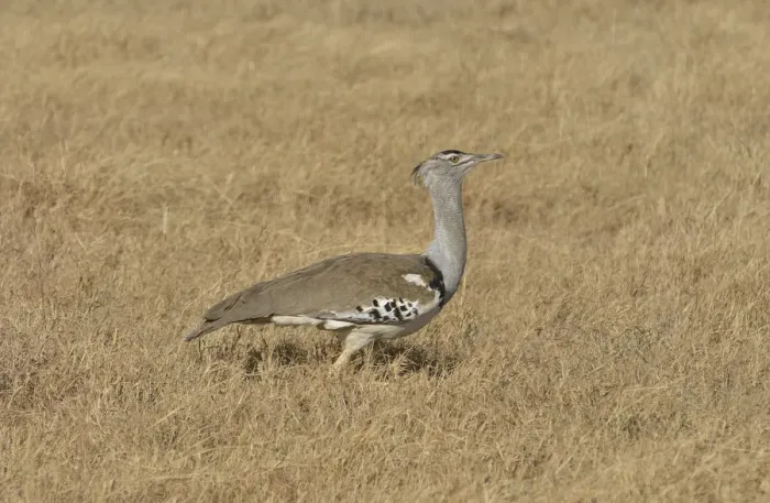 Framed Print : Kori Bustard -Ardeotis kori- in the Ngorongoro Crater, Ngorongoro Conservation Area, Tanzania Framed Print : Kori Bustard -Ardeotis kori- in the Ngorongoro Crater, Ngorongoro Conservation Area, Tanzania