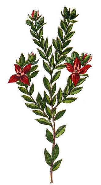 Krameria Triandra is also called Rhatany root