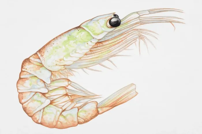 Framed Print : A krill, side view Framed Print : A krill, side view