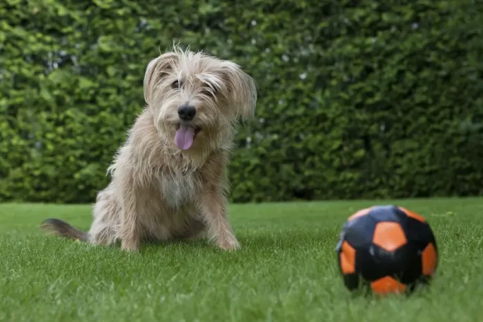 Framed Print : Kromfohrlaender and Irish Terrier hybrid dog sitting expectantly next to a ball Framed Print : Kromfohrlaender and Irish Terrier hybrid dog sitting expectantly next to a ball