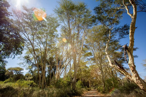 Kruger National Park, Nature Reserves, South Africa, fever trees, Colour Image, Color Image