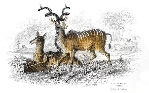 Kudu antelope lithograph 1884