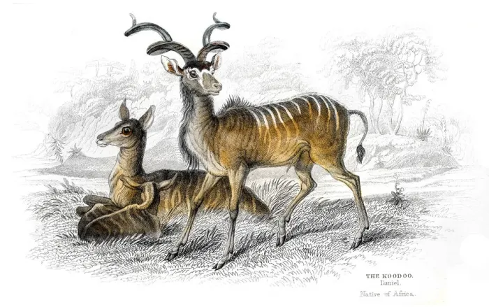 Framed Print : Kudu antelope lithograph 1884 Framed Print : Kudu antelope lithograph 1884