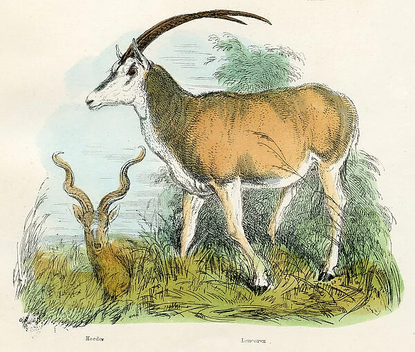 Kudu and oryx antelopes engraving 1893