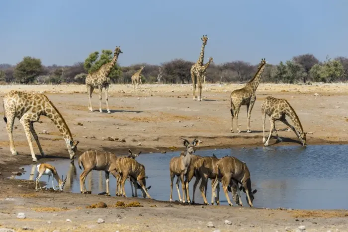 Framed Print : Kudus -Tragelaphus strepsiceros- and giraffes -Giraffa camelopardalis- at Chudob waterhole, Etosha National Park, Namibia Framed Print : Kudus -Tragelaphus strepsiceros- and giraffes -Giraffa camelopardalis- at Chudob waterhole, Etosha National Park, Namibia
