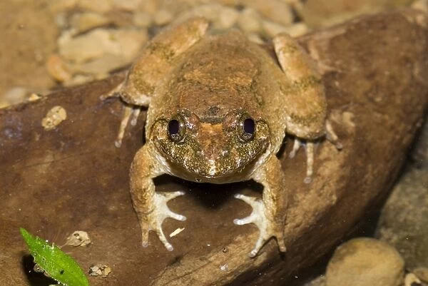 Kuhlis Frog (Rana kuhlii), Taiwan, East Asia