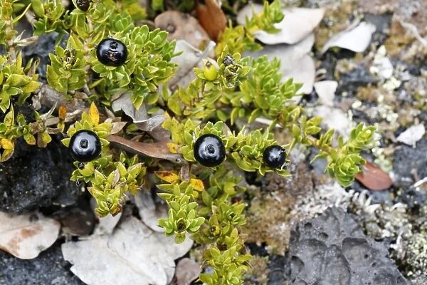 Kukaenene -Coprosma ernodeoides-, berries, Mauna Ulu, Hawaii Volcanoes National Park, Big Island, Hawaii, USA