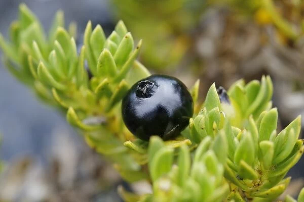 Kukaenene -Coprosma ernodeoides-, berry, Mauna Ulu, Hawaii Volcanoes National Park, Big Island, Hawaii, USA