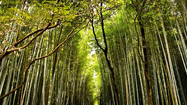 Kyotos famous Bamboo walk path in Arashiyama area