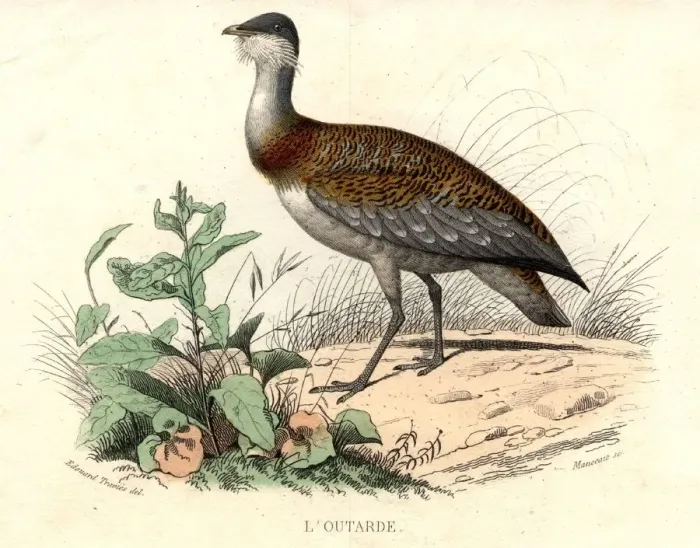 Framed Print : L Outarde. circa 1900: The Bustard, a bird of the Otis genus, ranked with cranes Framed Print : L Outarde. circa 1900: The Bustard, a bird of the Otis genus, ranked with cranes