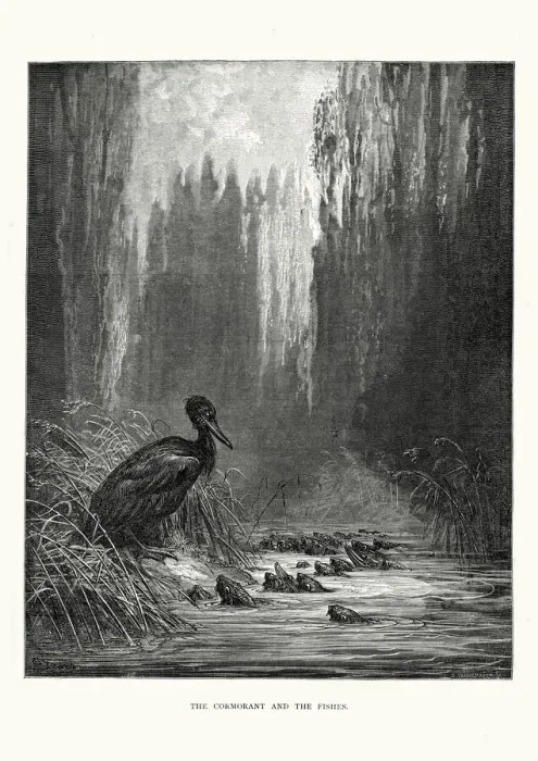 Framed Print : La Fontaines Fables - Cormorant and the Fishes Framed Print : La Fontaines Fables - Cormorant and the Fishes