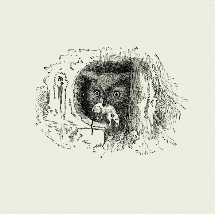 Framed Print : La Fontaines Fables - Owl and the Mouse